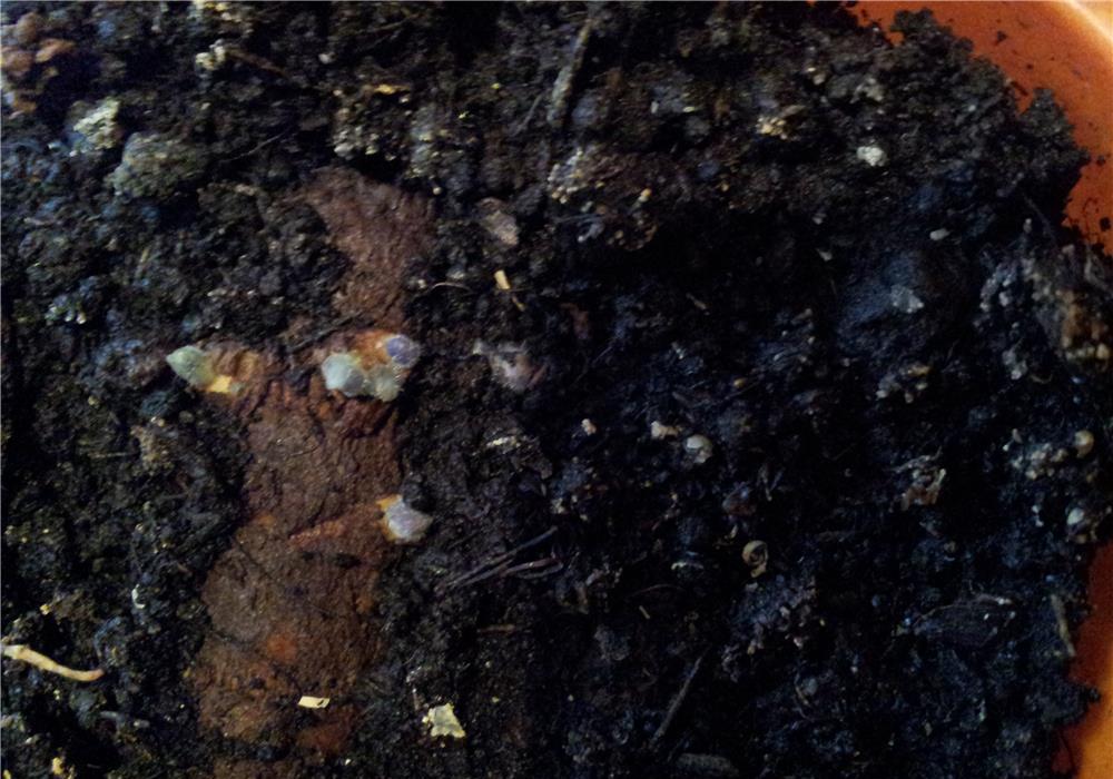 drajoni paulownia tomentosa