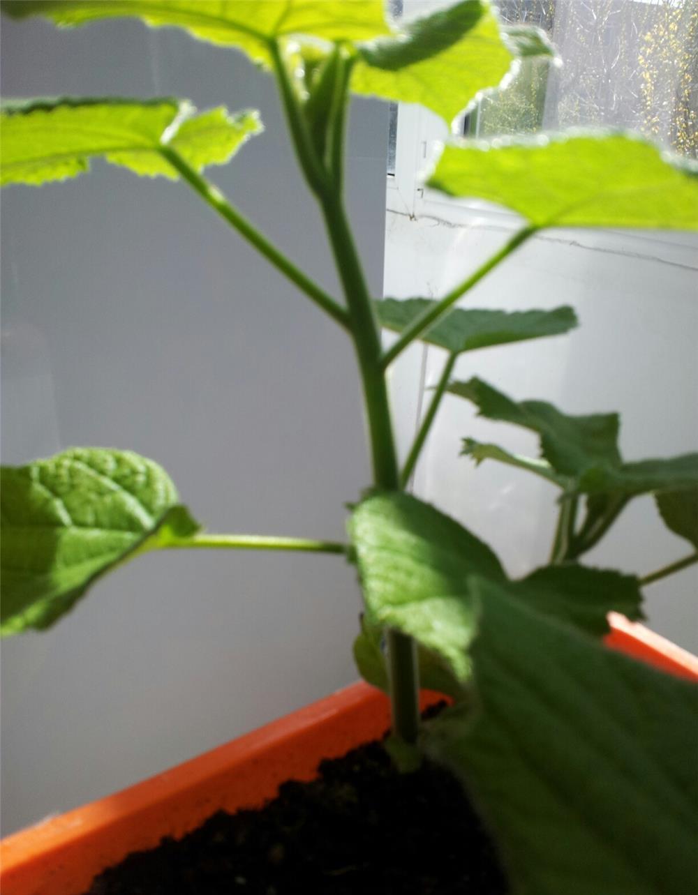 drajoni paulownia tomentosa