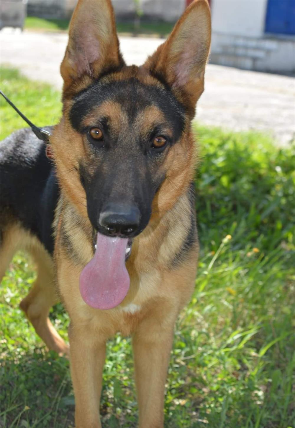 Dresaj canin și educație canină