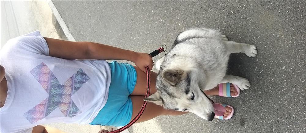 Dresaj canin și educație canină