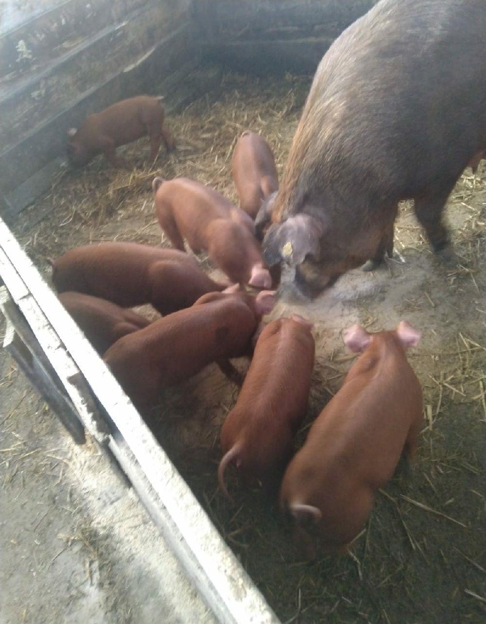 duroc