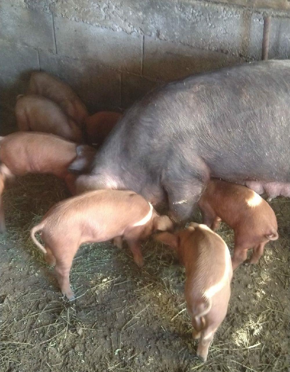 duroc