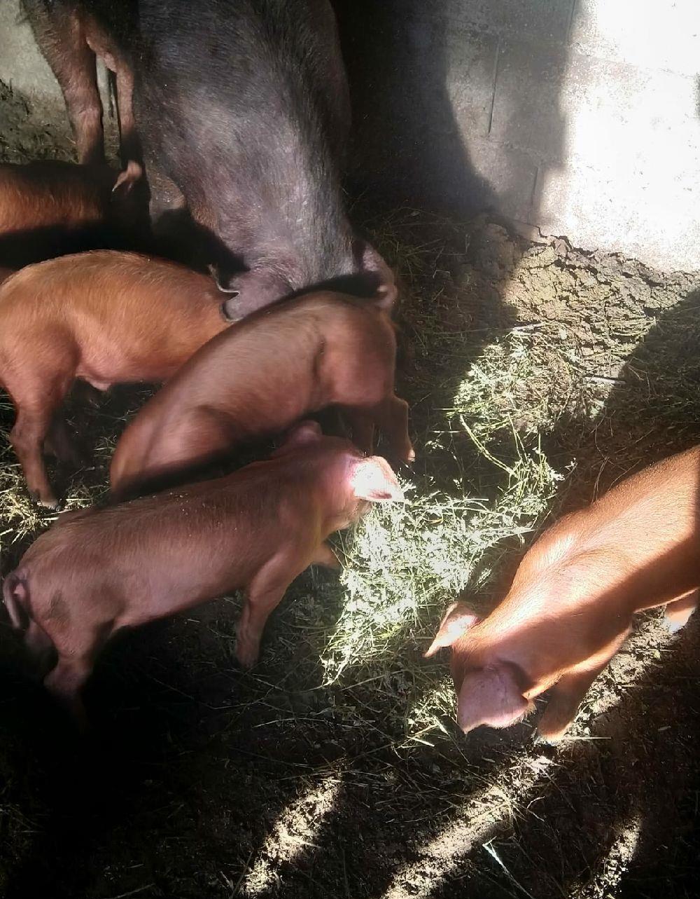 duroc