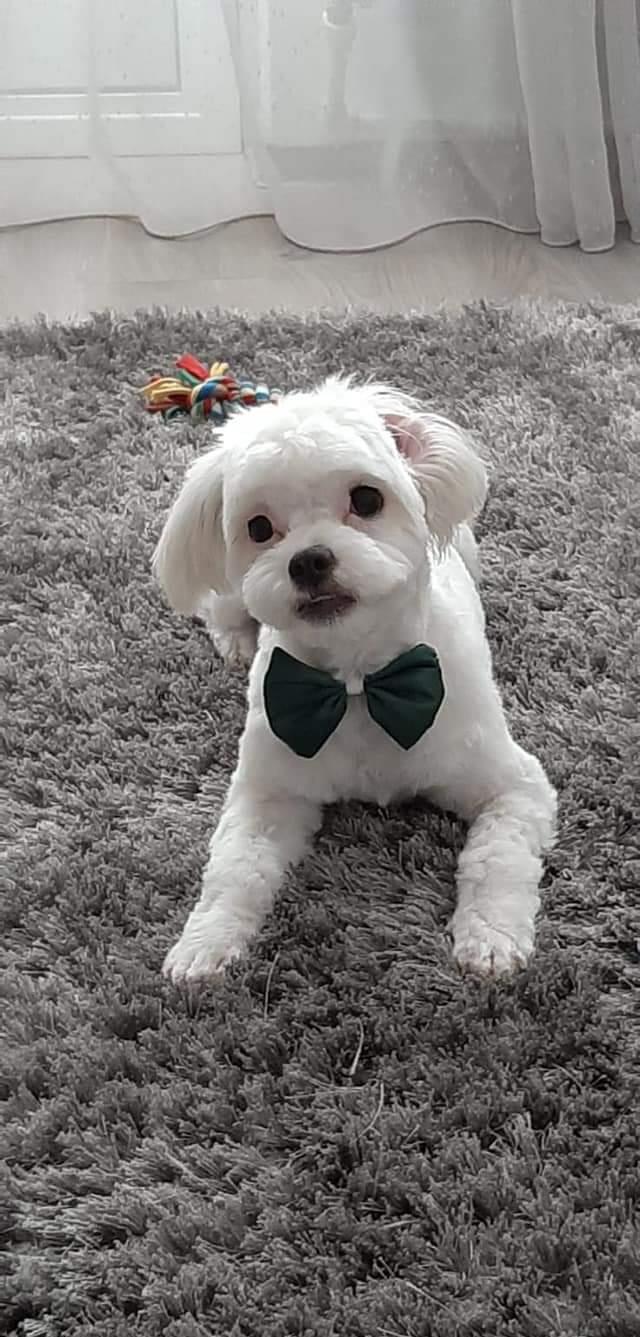 Familie bichon mini.toy