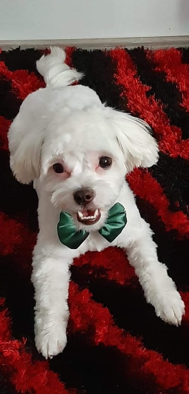 Familie bichon mini.toy