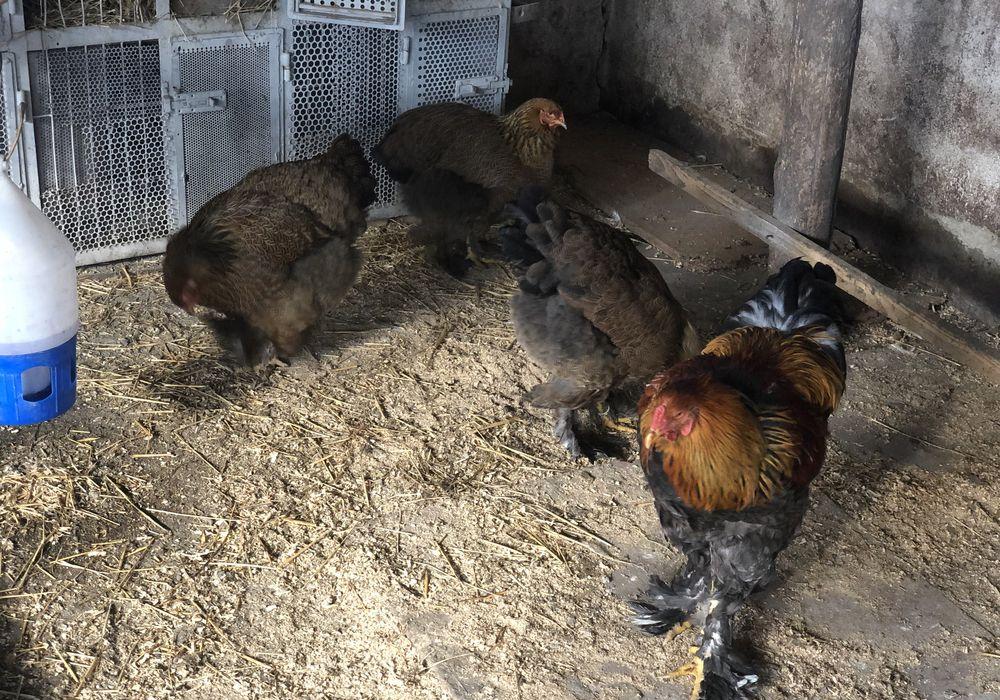 Familie gaini brahma