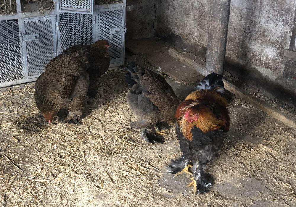 Familie gaini brahma
