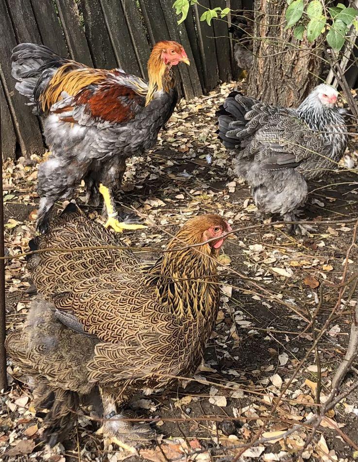 Familie gaini brahma
