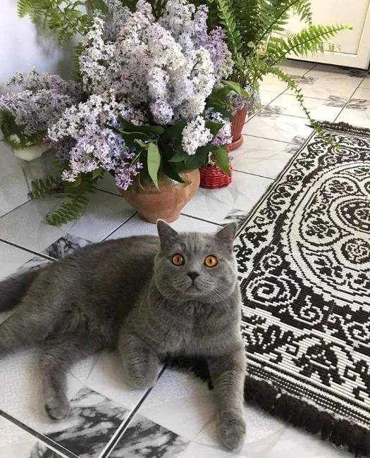 Felix își caută parteneră!
