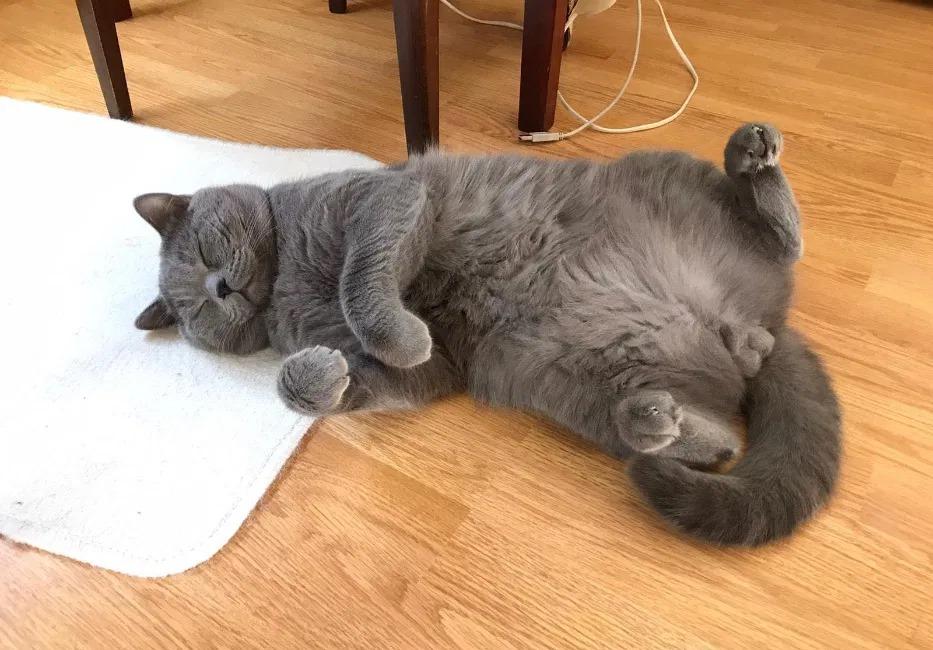 Felix își caută parteneră!