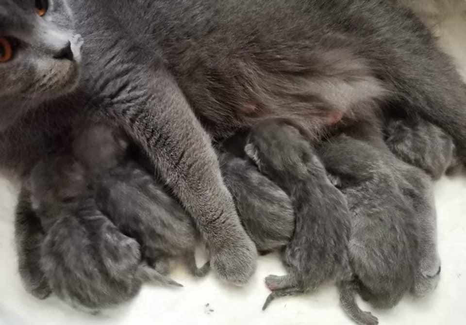 Felix își caută parteneră!