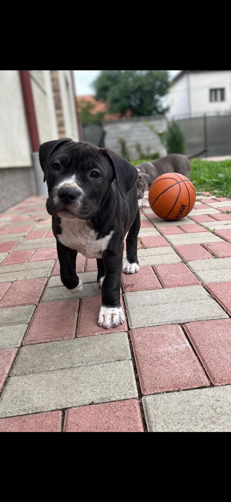 Femela Amstaff, 3 luni- pret negociabil.