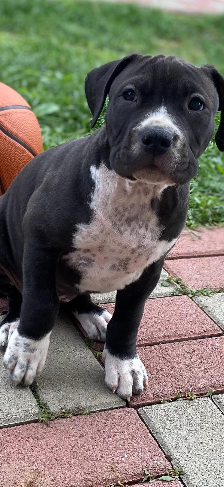 Femela Amstaff, 3 luni- pret negociabil.