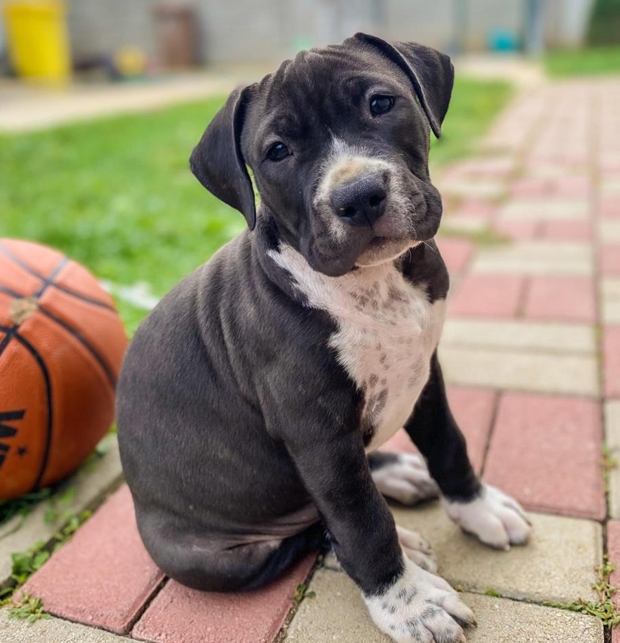 Femela Amstaff, 3 luni- pret negociabil.