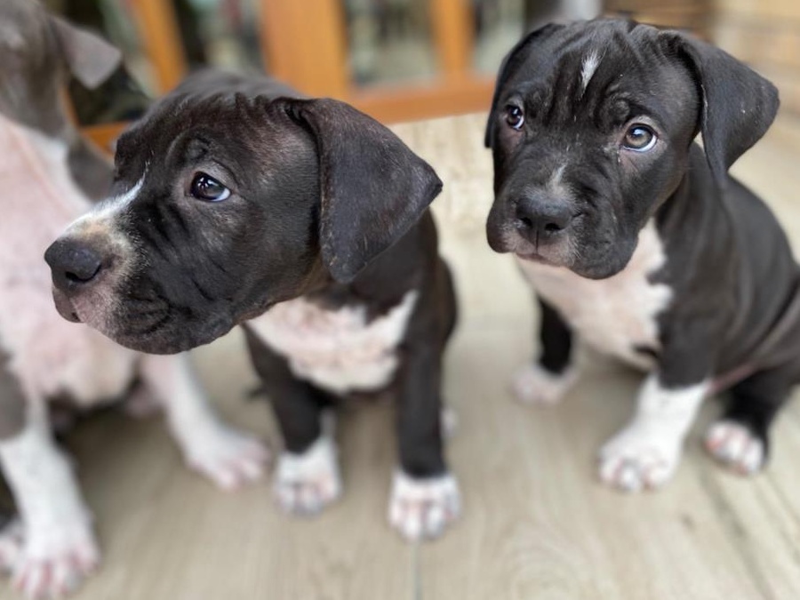 Femela Amstaff, 3 luni- pret negociabil.