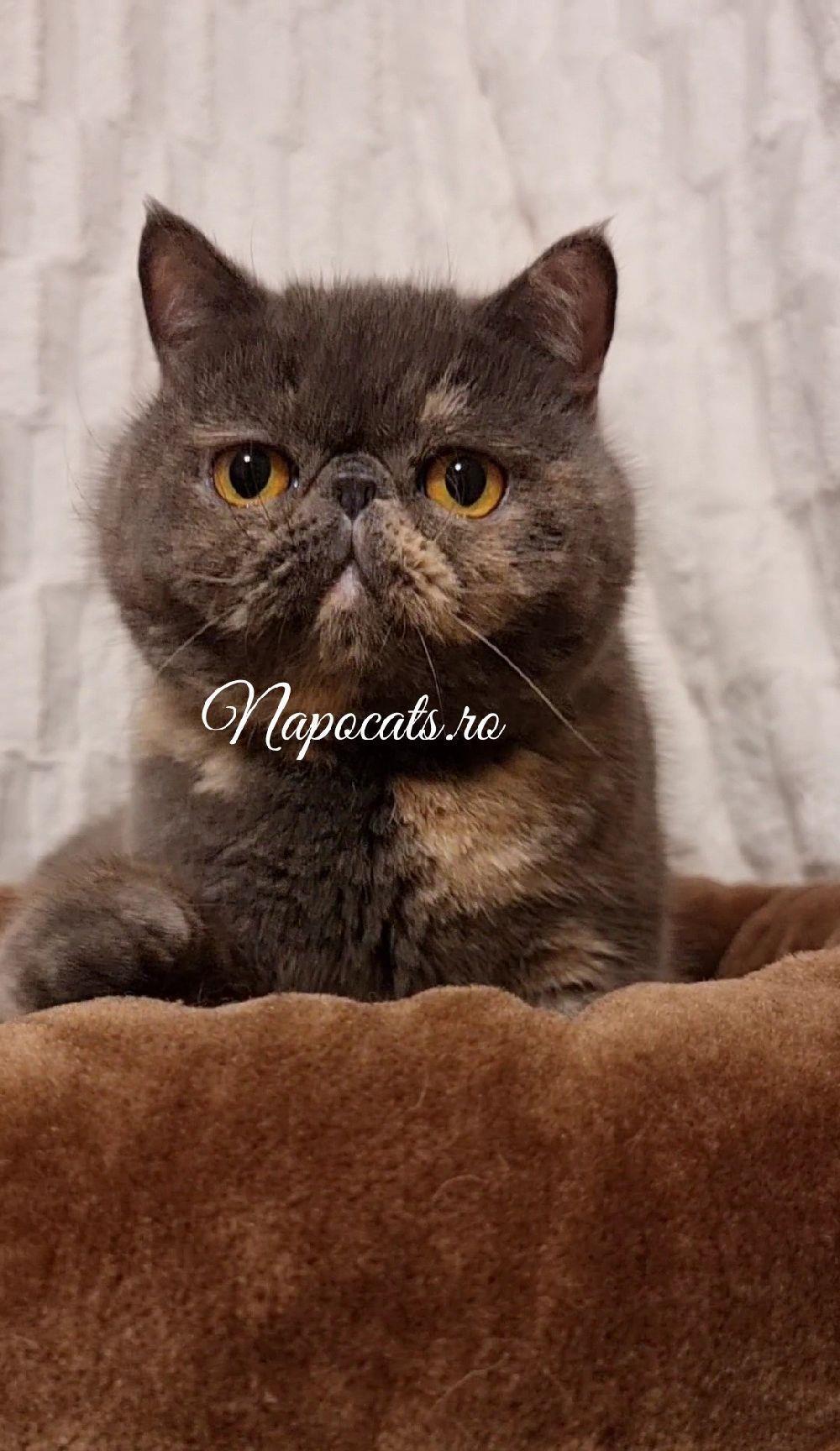 Femela Campion 2.5ani Exotic Shorthair cu pedigree - transport & pachet opționale