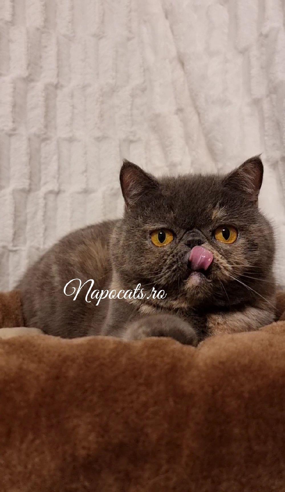 Femela Campion 2.5ani Exotic Shorthair cu pedigree - transport & pachet opționale
