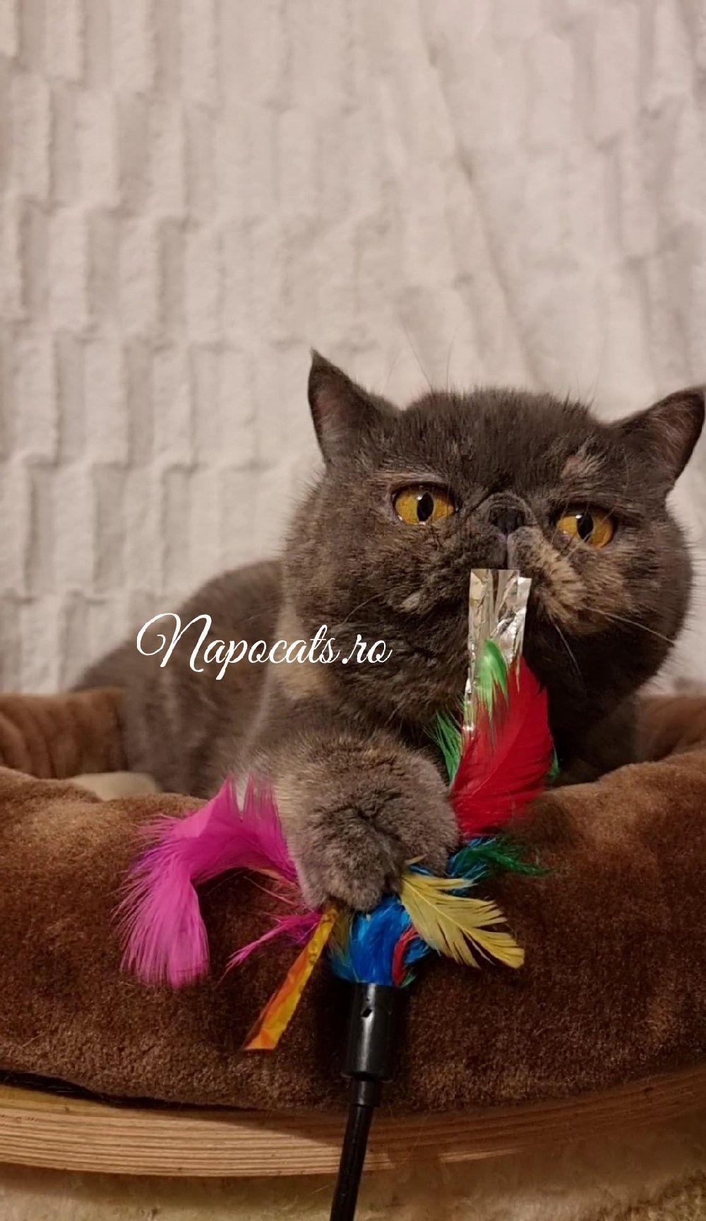 Femela Campion 2.5ani Exotic Shorthair cu pedigree - transport & pachet opționale