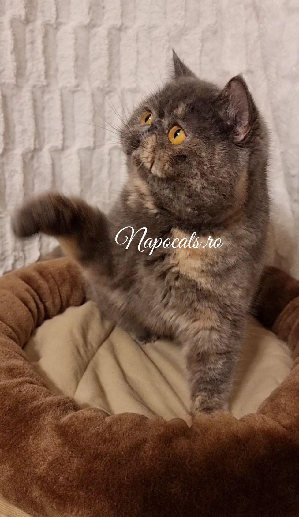 Femela Campion 2.5ani Exotic Shorthair cu pedigree - transport & pachet opționale