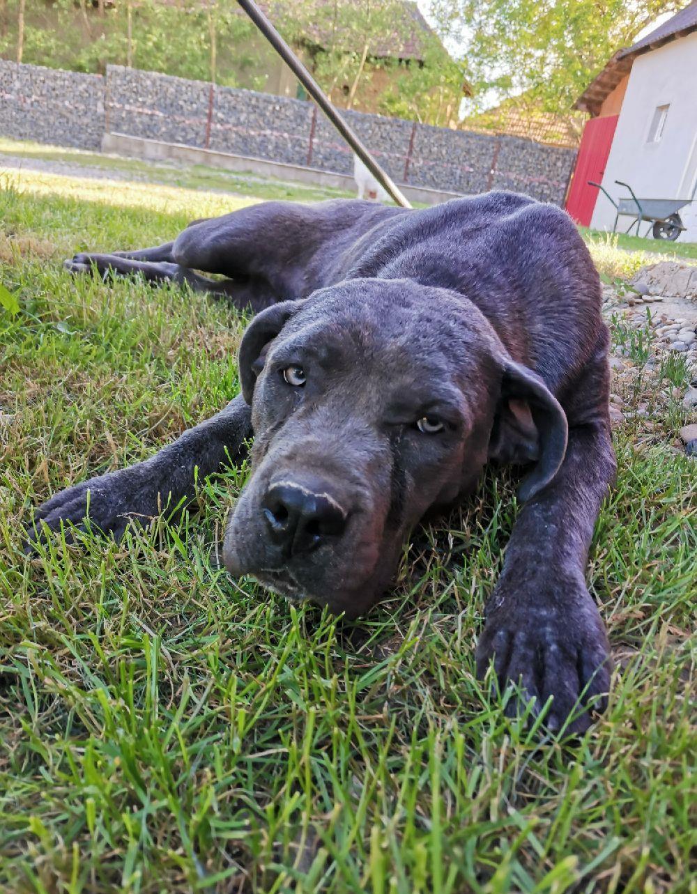 Femelă Cane corso blue rasa pură