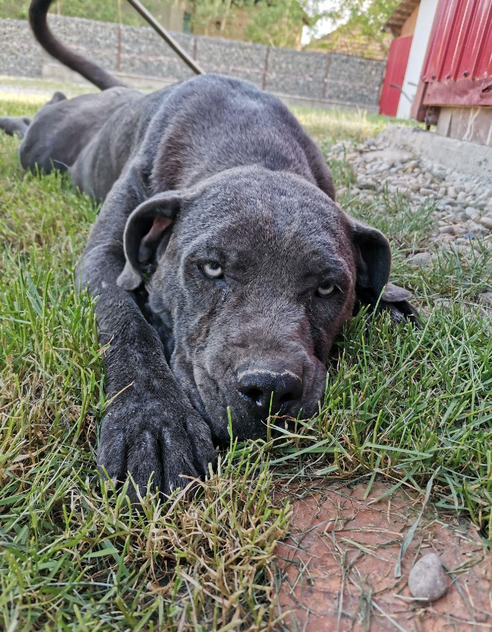 Femelă Cane corso blue rasa pură