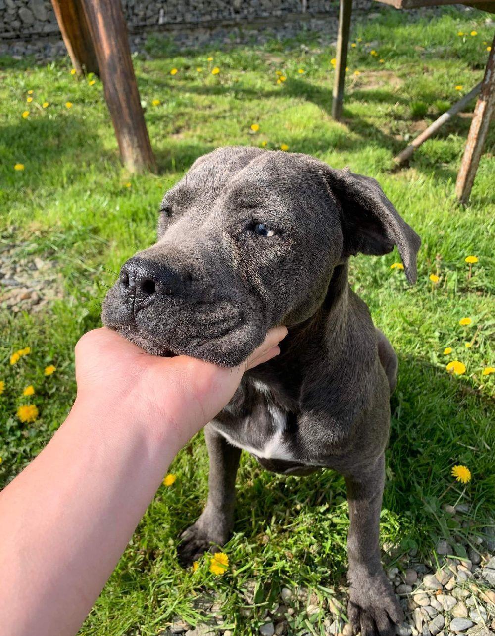 Femelă Cane corso blue rasa pură