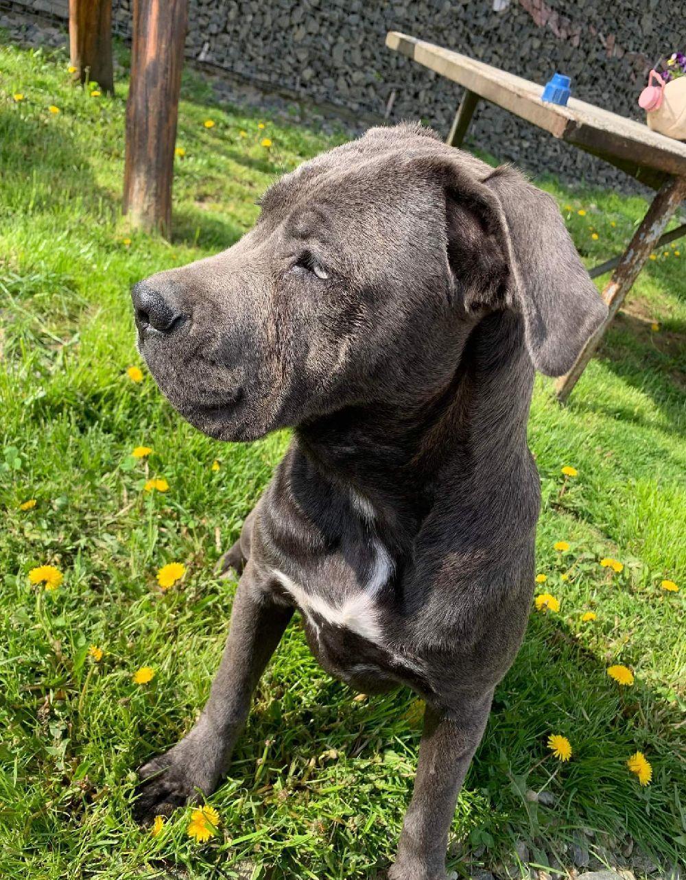 Femelă Cane corso blue rasa pură