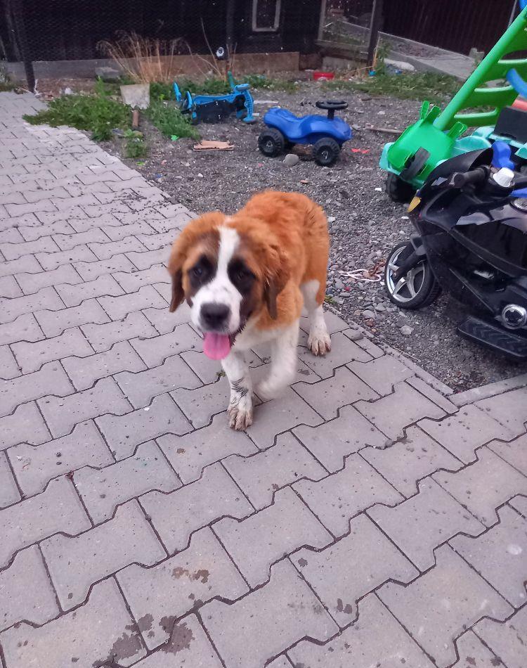 Femelă de Saint-Bernard