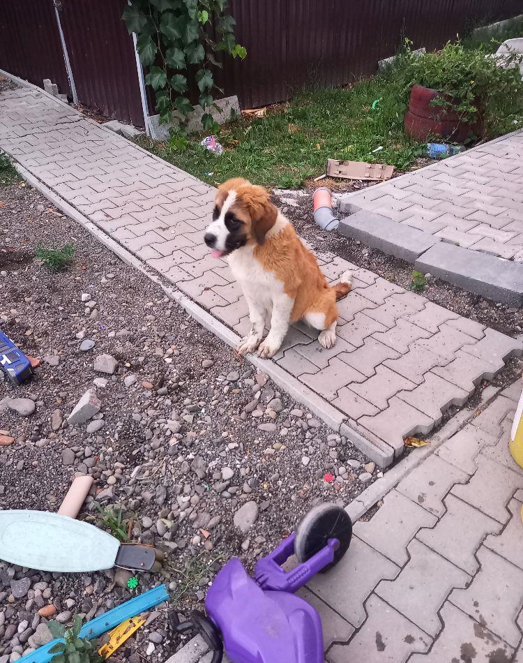 Femelă de Saint-Bernard