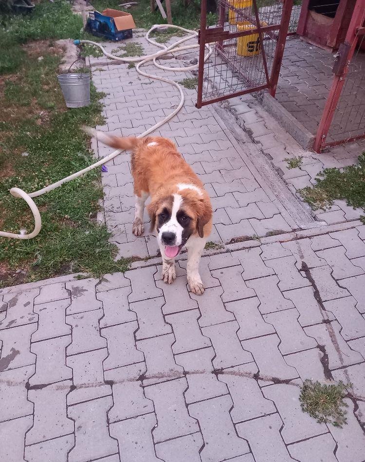 Femelă de Saint-Bernard