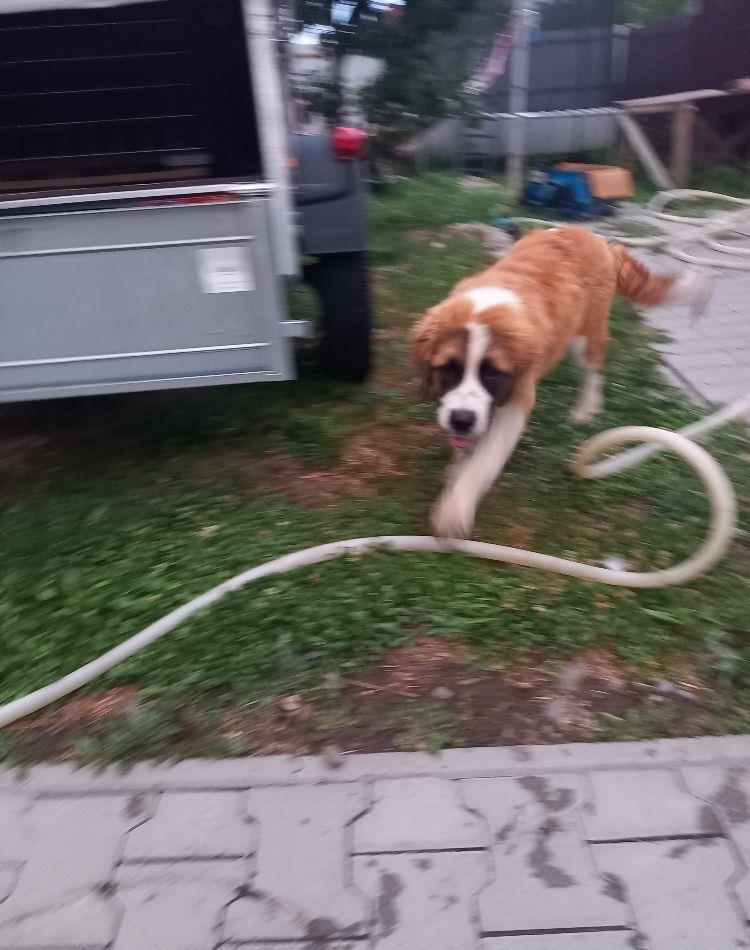 Femelă de Saint-Bernard