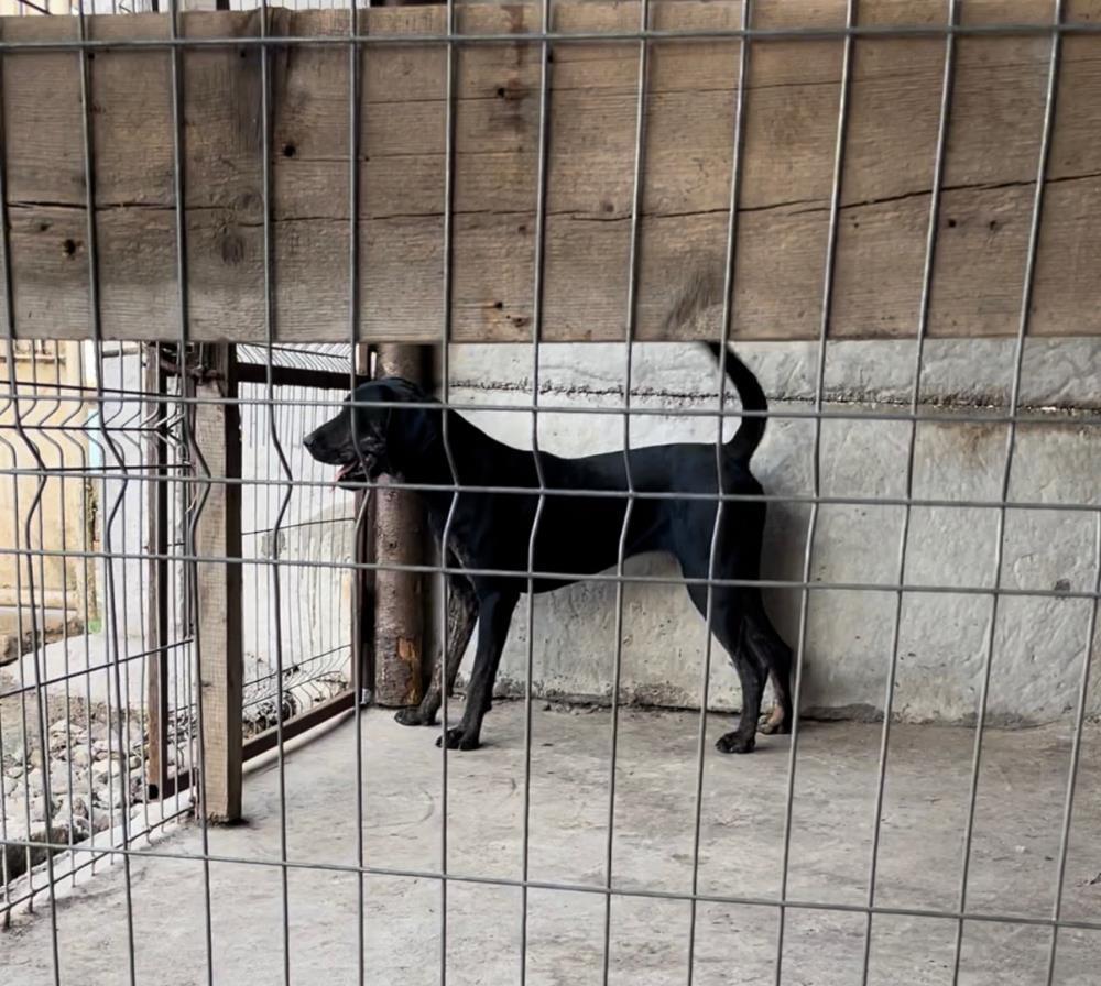 Femelă Plott Hound (Copoi Ardelenesc)