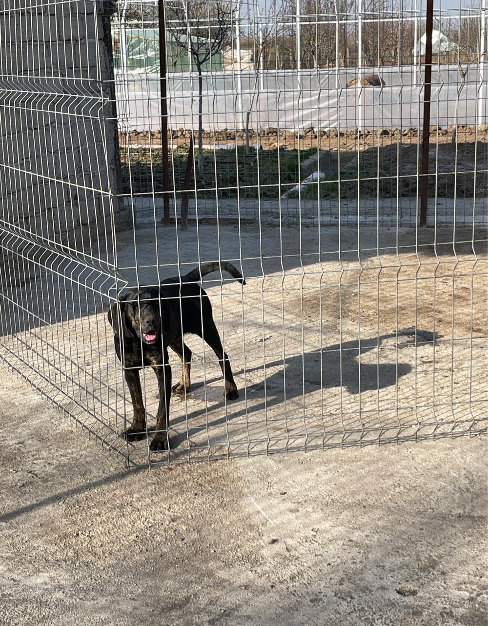 Femelă Plott Hound (Copoi Ardelenesc)
