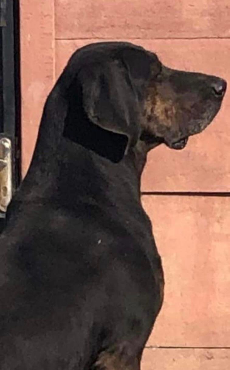 Femelă Plott Hound (Copoi Ardelenesc)