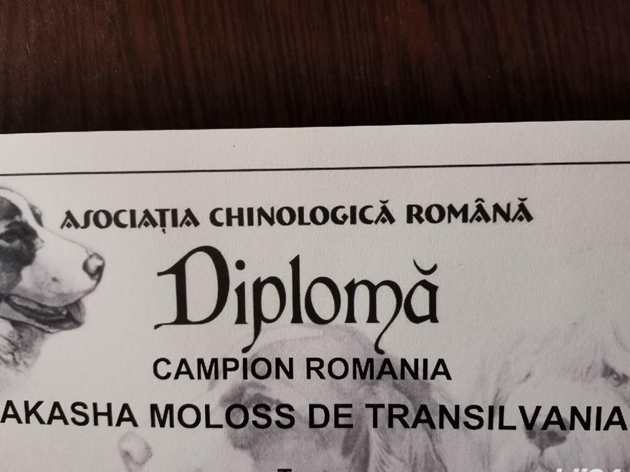 Femela rasa Tosa Inu