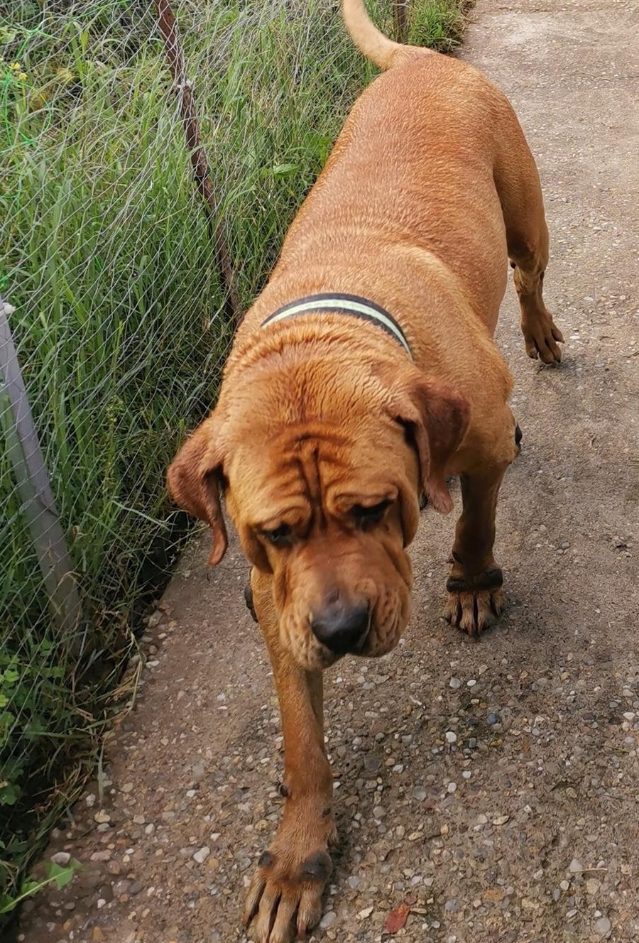 Femela rasa Tosa Inu