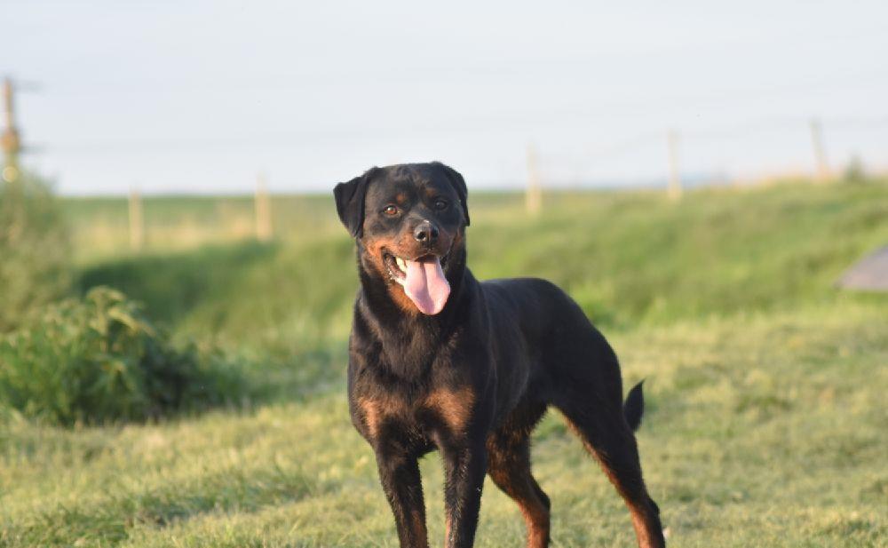 Femela Rottweiler
