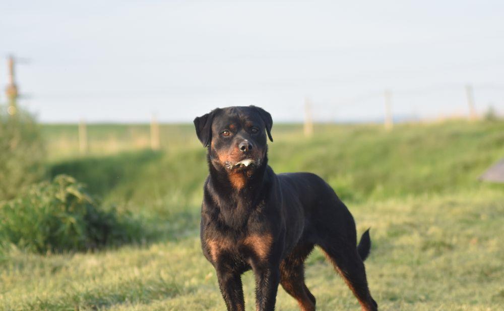 Femela Rottweiler