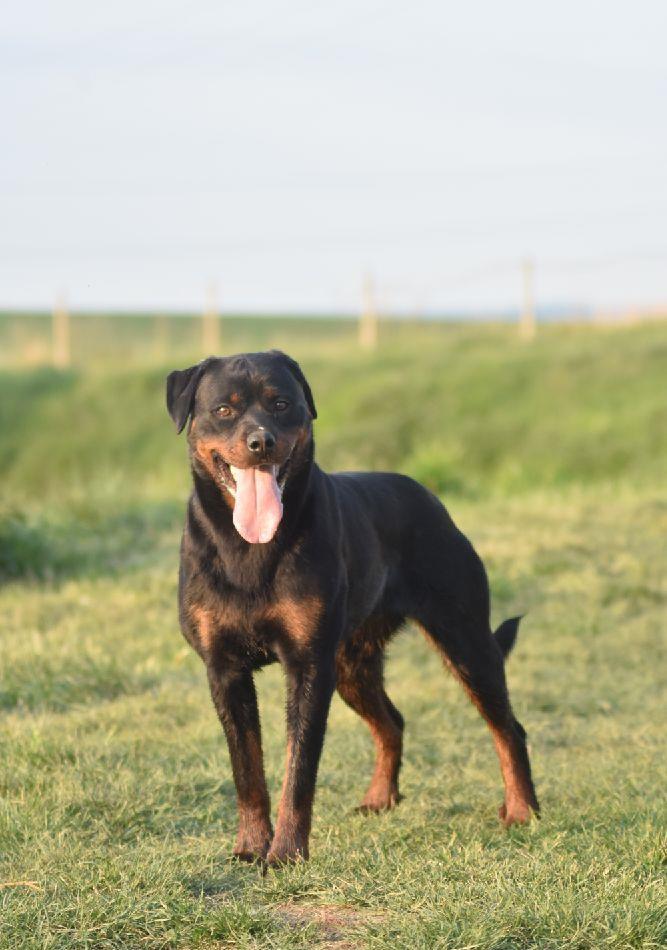 Femela Rottweiler