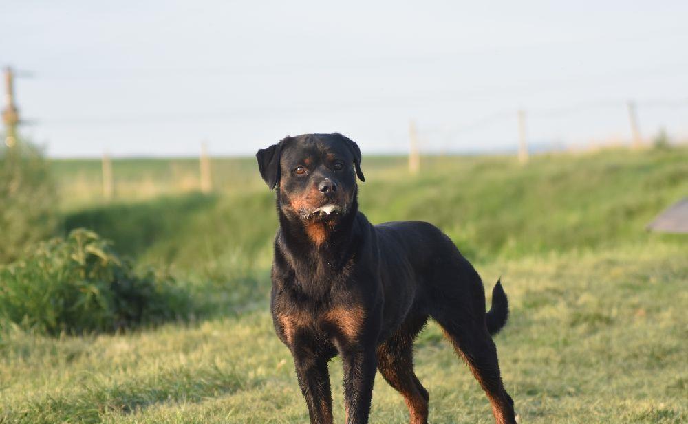 Femela Rottweiler