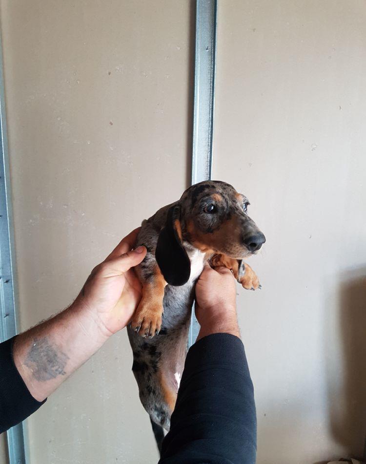 Femela tekel 3 luni deosebită.