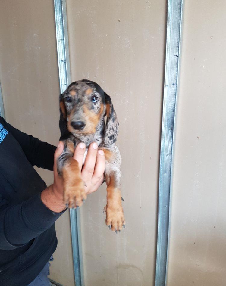 Femela tekel 3 luni deosebită.