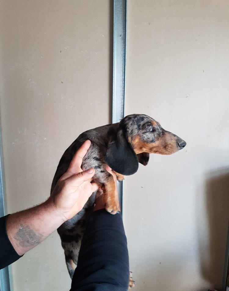 Femela tekel 3 luni deosebită.