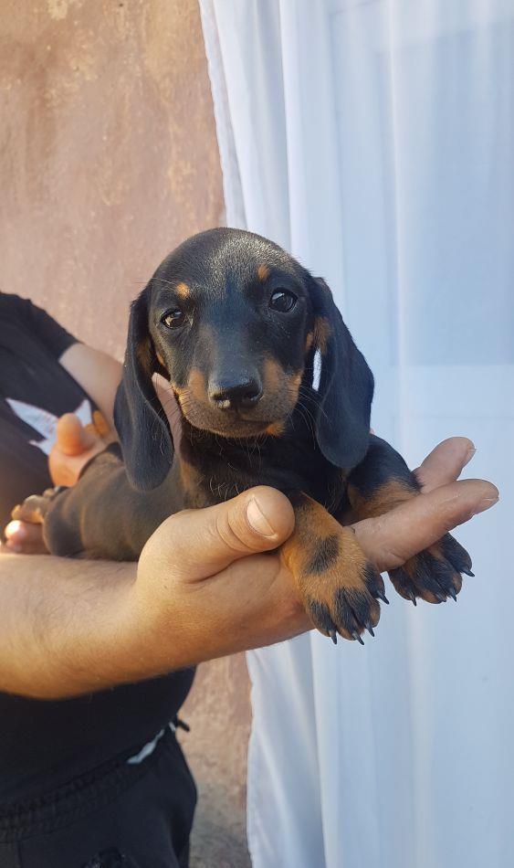 femeluta din rasa tekel disponibila.