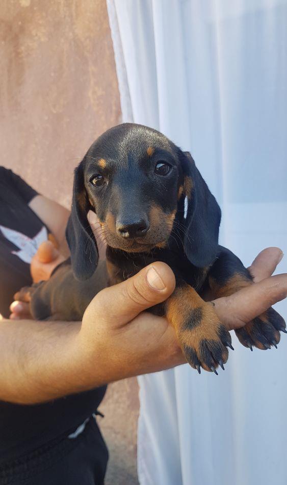 femeluta din rasa tekel disponibila.
