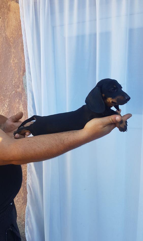 femeluta din rasa tekel disponibila.