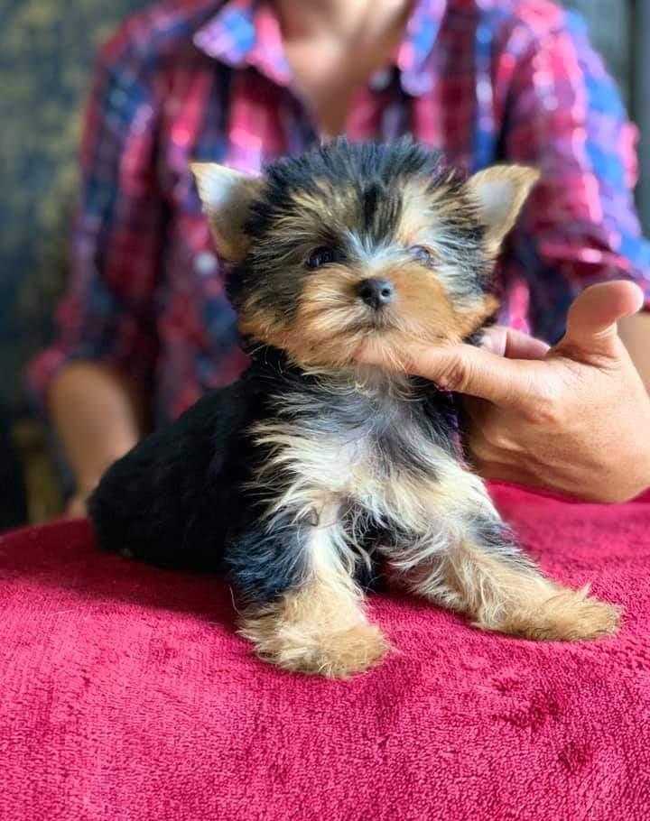 Femeluță Yorkshire terrier