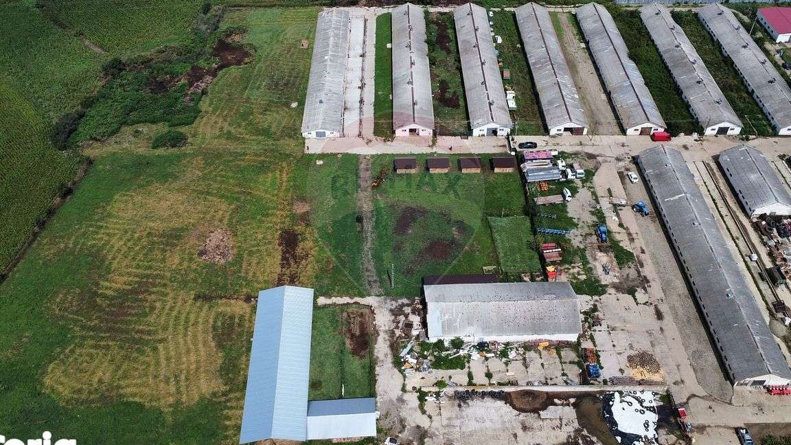 Ferma bovine / Hala Onesti