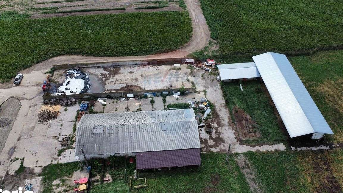 Ferma bovine / Hala Onesti