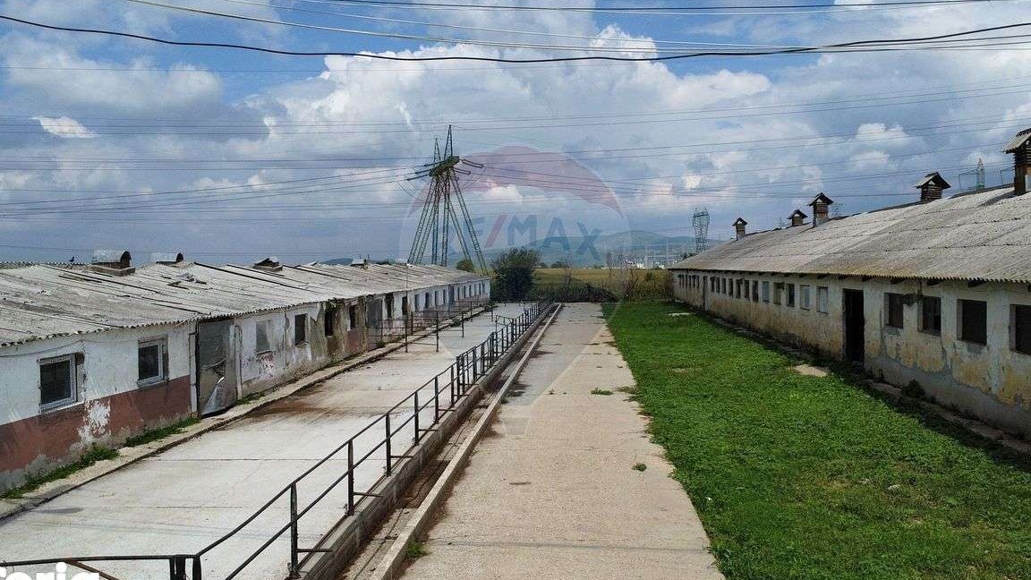 Ferma bovine / Hala Onesti